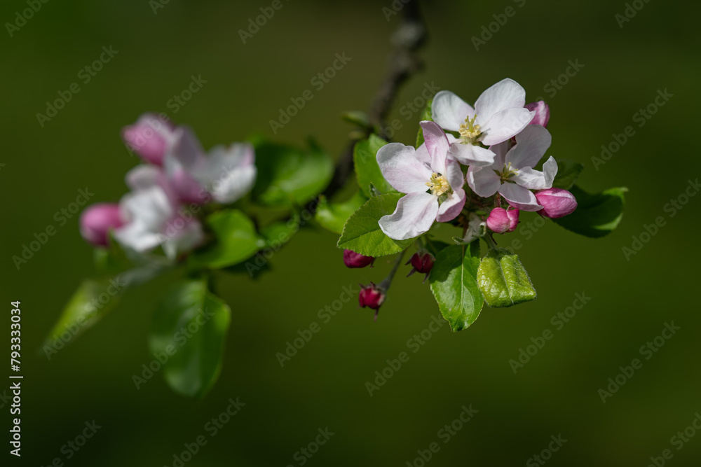 Sticker white flowers of an apple tree on a twig.