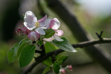 Obraz premium White flowers of an apple tree on a twig. 
