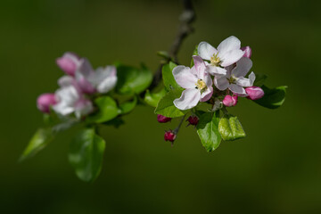 White flowers of an apple tree on a twig.
