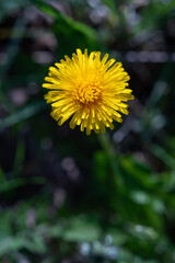 Detail of a dandelion flower from the top.