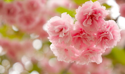 日本の4月の風景：満開の八重桜、関山のクローズアップ