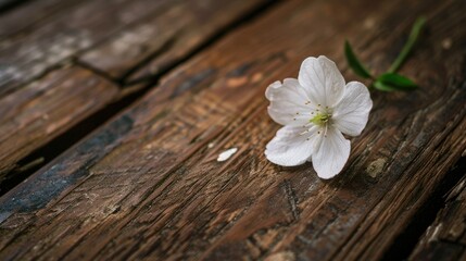 A delicate white flower resting gracefully on a rustic wooden table