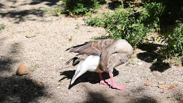 Brown goose is mid-grooming its feathers in a serene outdoor setting, surrounded by greenery under the soft daylight. World Wildlife Day. Happy Goose Day.