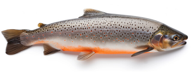 A trout fish with a brown and white color is on a white background