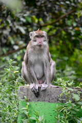 Cute monkey lives in a nature reserve forest of Alas Simpenan Kediri Indonesia. Close up. Animal. Japanese macaque.