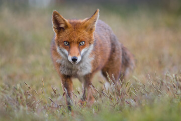Red fox (Vulpes vulpes) in a flower meadow wide eyed hunting 