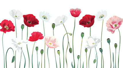 Blossomed and unblown buds of red and white poppy flowers