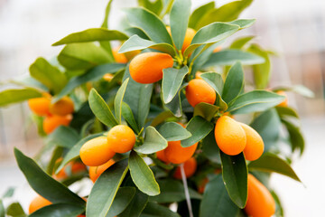 Orange ripe juicy kumquat fruits on a green bush, close-up
