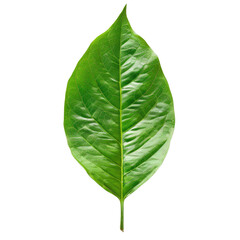 A vibrant green leaf stands alone against a transparent background complete with a handy clipping path for easy customization