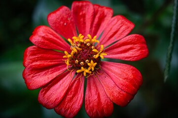 Zinnia elegans flowers in red, photo of flowers with spring colors, the most famous annual flowering plant of the genus Zinia