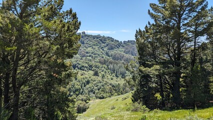 Trees on a hike, Northern California