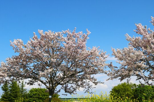堤防沿いに咲く桜と菜の花　爽やかな青空