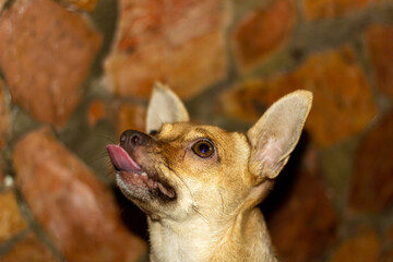 Chihuahua dog on a background of a stone wall.