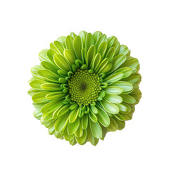 A vibrant green flower captured in a close up shot view from above stands out against a transparent background