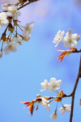 青空に映える清楚な山桜のクローズアップ　青空背景