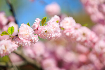 Pink flowers on a tree branch with a blue sky in the background