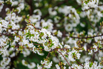 A tree with white flowers is in the foreground