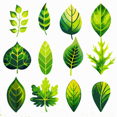 Set of green leaves. Green leaves set isolated on white background. Vector illustration for your design