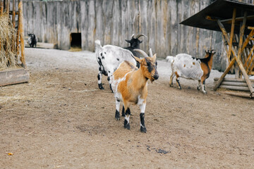 Goats at the feeder.Spotted goats eat hay from a feeder.Farm animals.Growing and breeding goats. - 793358058