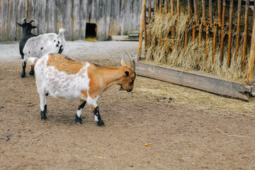 Goats at the feeder.Farm animals.Growing and breeding goats.Livestock and farming. Artiodactyls - 793358481