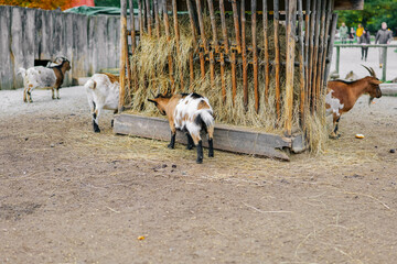 Goats at the feeder.Spotted goats eat hay from a feeder.Farm animals.Growing and breeding goats.Livestock and farming. Artiodactyls - 793359039