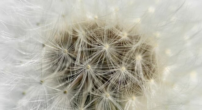 White Dandelion flower seeds close up video texture. Dandelion Flower texture. Mock up or template. Flower background for social media banner.