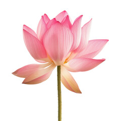 A stunning pink lotus flower stands out against a transparent background creating a mesmerizing sight