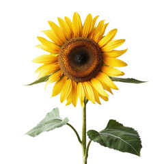 A sunflower standing proudly against a clear transparent background