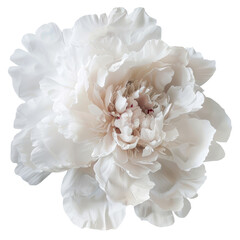 A striking design crafted from delicate Peony petals set against a pristine transparent background capturing the essence of nature against a clear transparent background