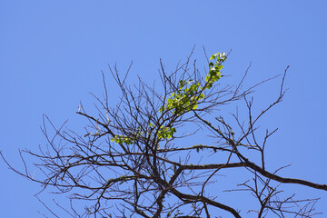 First spring leaves on a bare tree 