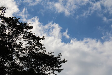 Fotografía del cielo cubierto de nubes con muchas formas, acompañado de las ramas de un arbol.