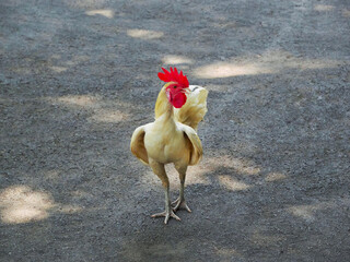 Beautiful rooster standing on the road. rooster in the farm