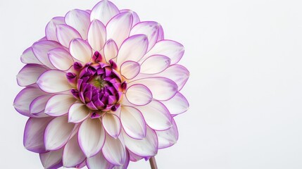 Capture the stunning beauty of a white and purple pink dahlia flower in a vibrant macro photograph set against a clean white backdrop This image is perfect for creating holiday greeting car