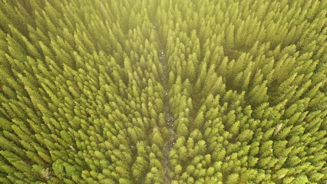 Green conifer forest at sun mountain river aerial top down. Nobody nature landscape at summer day. Pine trees woodland at mount ridges. Cinematic vacation to Carpathians ranges, Ukraine, Europe
