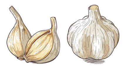 illustration of garlic one white Hand drawn style Vector