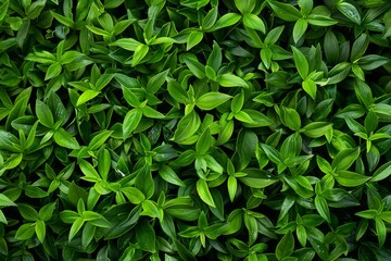 Nature's Harmony: A Serene Close-Up of Green Leaves, Inspiring Calmness and Peace.