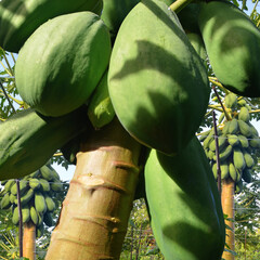 close up of papaya tree with unripe green fruit in the field. bear heavy and fertile fruit. dense...