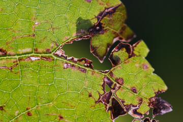 Macro shot of leaf spot disease in mulberry 