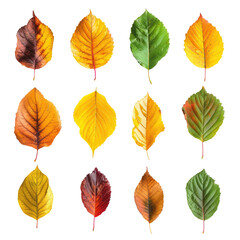 Fototapeta na wymiar Autumn leaves set against a transparent background