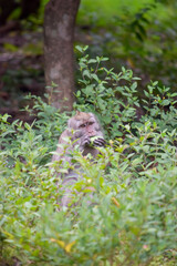 Cute monkey lives in a nature reserve forest of Alas Simpenan Kediri Indonesia. Close up. Animal. Japanese macaque.