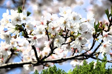 満開の桜