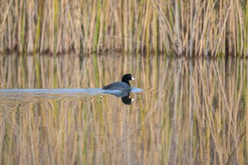 American Coot swimming across a pond at Foothill Regional Park 