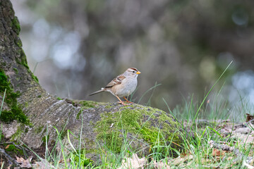 Immature White-crowned Sparrow perched on a large mossy tree root at Foothill Regional Park 