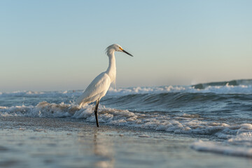 Great Egret (Ardea alba) standing gracefully on the ocean shore. Close-up view showcasing the...
