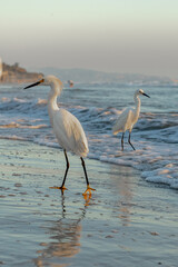 Great Egret (Ardea alba) standing gracefully on the ocean shore. Close-up view showcasing the elegant white bird against the backdrop of the sea. Ideal for birdwatchers, wildlife photographers, 