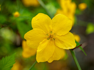 六枚の花びらを持つ山吹の花