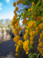 山吹の花が咲く道