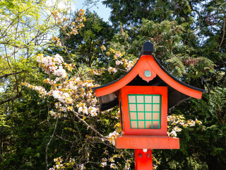 八重桜と赤い灯籠