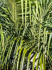 Close-up of dense palm leaves