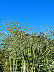 Palm leaves and blue sky